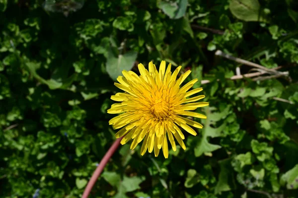 Yellow Dandelion Flower Garden — Stock Photo, Image