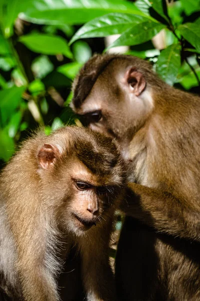 森の猿 — ストック写真