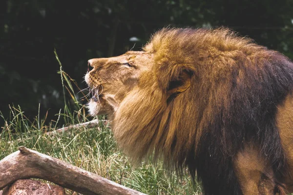 Gros Plan Lion Mâle Dans Zoo — Photo