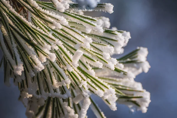 눈덮인 소나무를 가까이 — 스톡 사진
