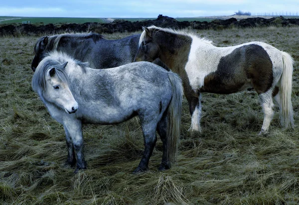 一群在山上吃草的马 — 图库照片