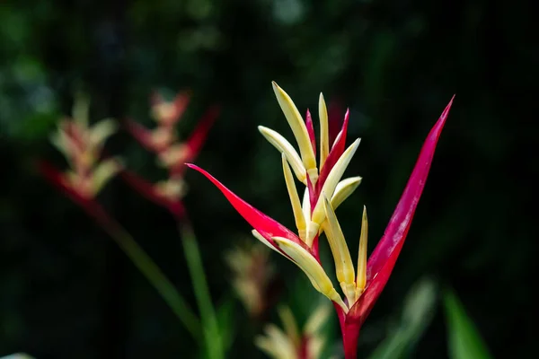 Bel Colpo Botanico Carta Parati Naturale — Foto Stock