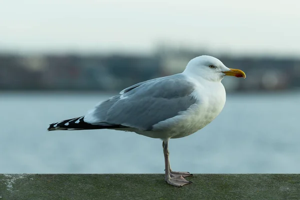 Seagull Pier — Stock Photo, Image