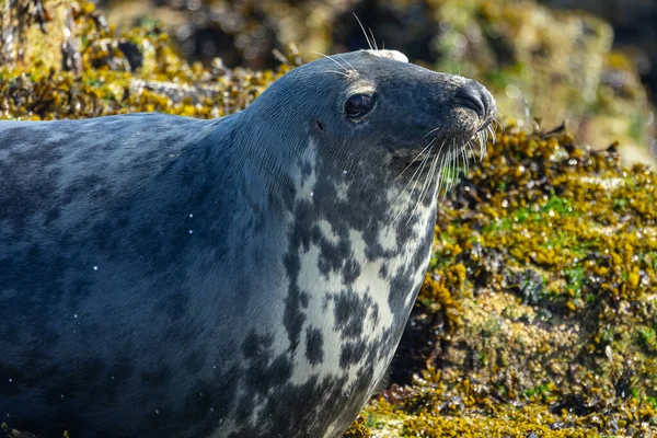 Seelöwe Tier Fauna — Stockfoto