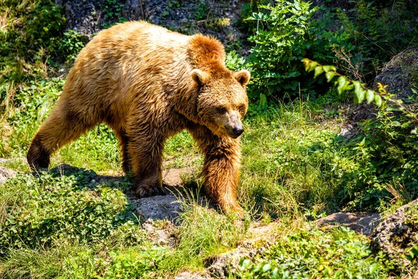 Γκρίζλι Αρκούδα Στο Δάσος — Φωτογραφία Αρχείου