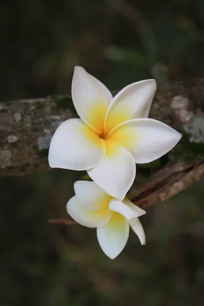 Λευκό Λουλούδι Plumeria Στο Δέντρο — Φωτογραφία Αρχείου