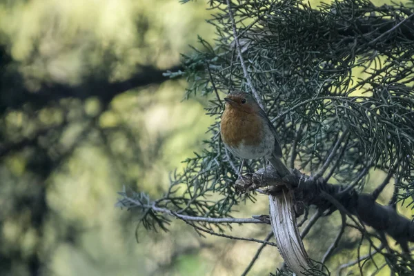 Closeup View Small Bird — Stock Photo, Image