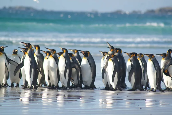 Gentoo Pingwiny Plaży — Zdjęcie stockowe