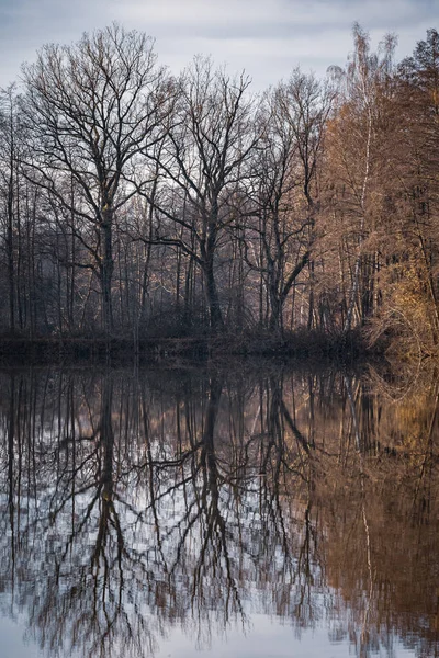 Vackert Vinterlandskap Med Snö Och Träd — Stockfoto