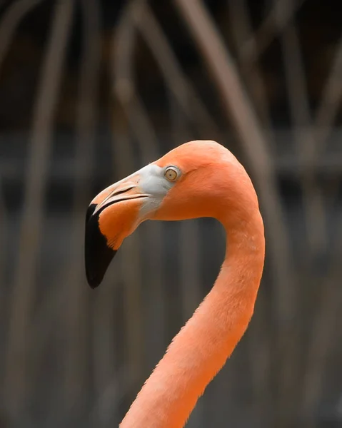 Lindo Flamingo Zoológico — Fotografia de Stock