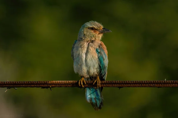 木の枝に鳥がいて — ストック写真