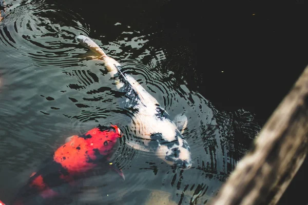 Koi Fische Wasser — Stockfoto