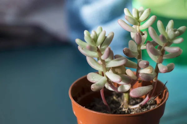 Schöne Botanische Aufnahme Natürliche Tapete — Stockfoto