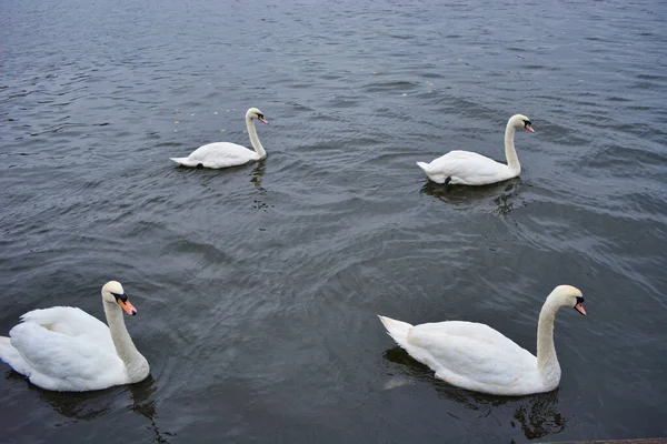 Білі Лебеді Озері — стокове фото