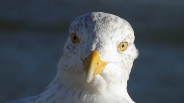 Beyaz Bir Kuşa Yakın Çekim — Stok fotoğraf