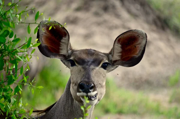 Primo Piano Giovane Cervo Africano — Foto Stock