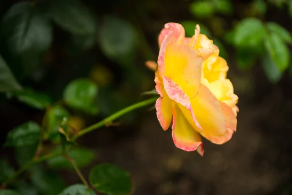 Bela Foto Botânica Papel Parede Natural Rosa — Fotografia de Stock