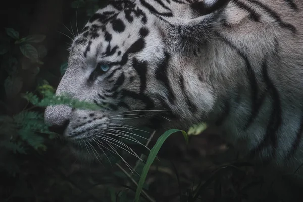 Bengal Tiger Zoo — Stockfoto