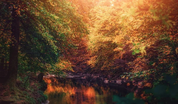木々や葉が美しい秋の森 — ストック写真