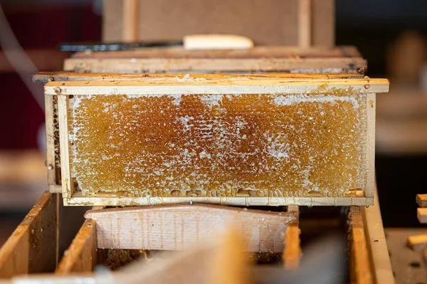 Detailní Pohled Plástve Včelíně — Stock fotografie