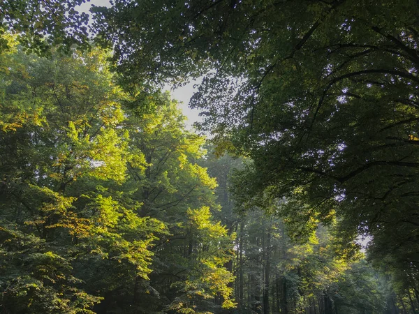 Krásný Podzimní Les Parku — Stock fotografie
