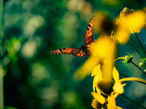 Бабочка Цветке — стоковое фото