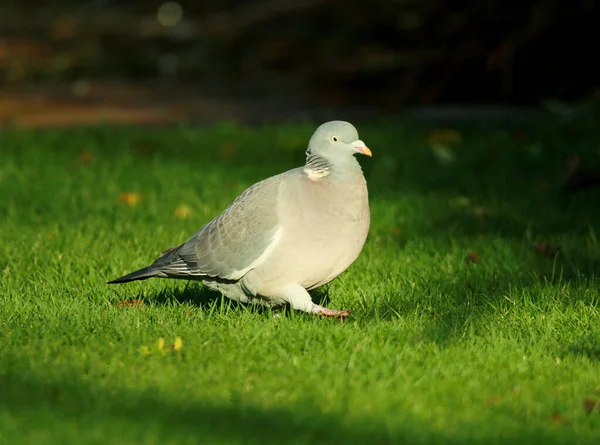 Pombo Branco Grama — Fotografia de Stock