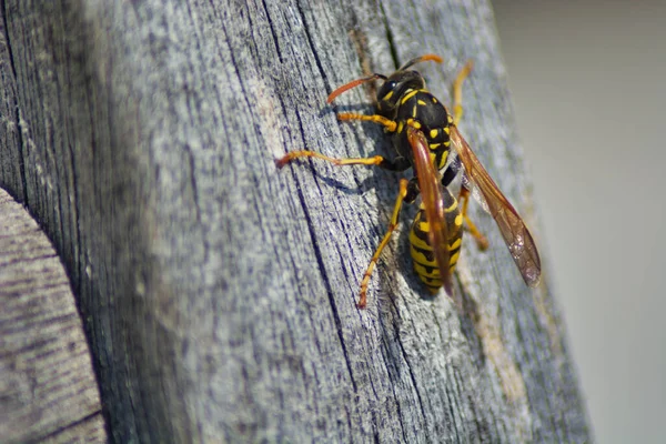 Wesp Een Houten Achtergrond — Stockfoto