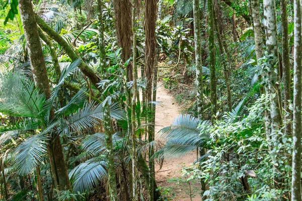 Selva Tropical Bosque —  Fotos de Stock