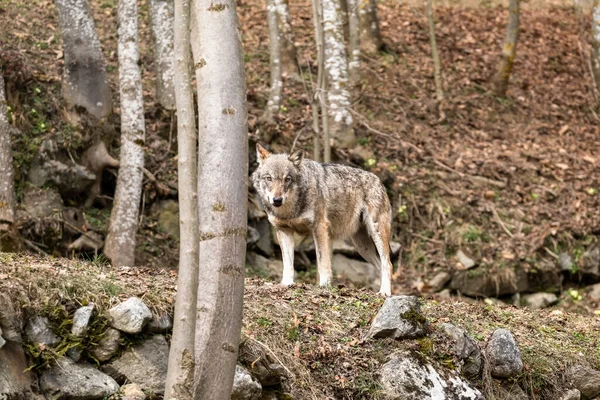 Крупный План Волка Лесу — стоковое фото