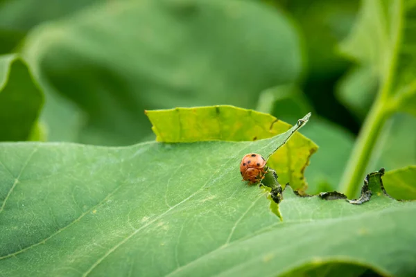 Gros Plan Insecte — Photo