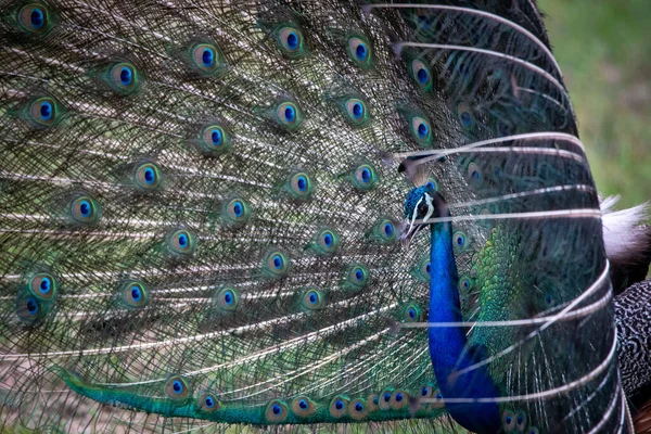 Pavão Bonito Com Penas — Fotografia de Stock