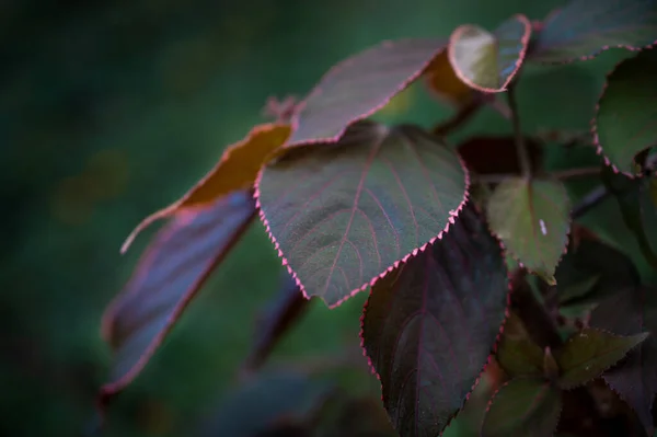 Beautiful Autumn Leaves Fall Season Flora — Stock Photo, Image