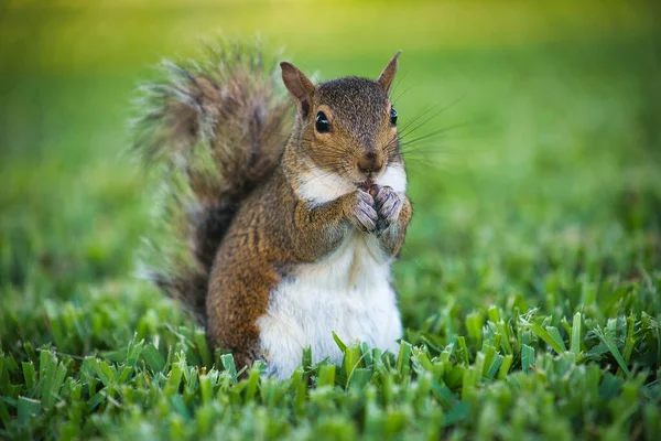 Niedliches Eichhörnchen Auf Dem Gras — Stockfoto