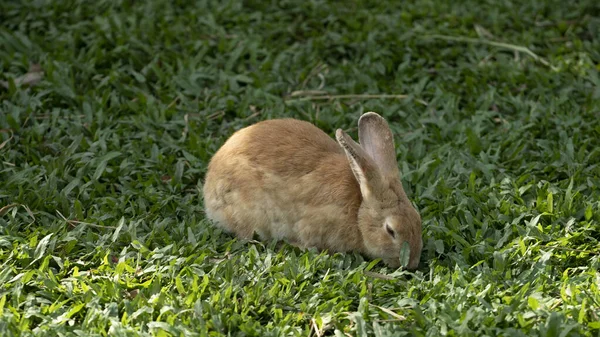 Primer Plano Lindo Conejo —  Fotos de Stock