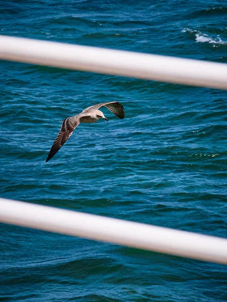 Fiskmås Havet — Stockfoto