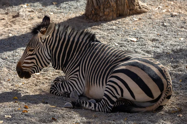 Zebra Zoológico — Fotografia de Stock