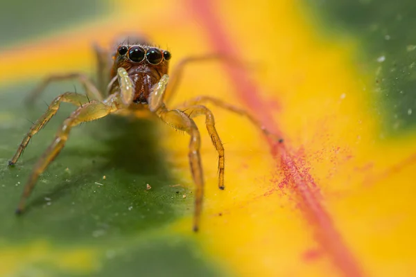 绿色叶子上的蜘蛛 — 图库照片