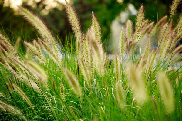 Hermosa Hierba Verde Jardín — Foto de Stock