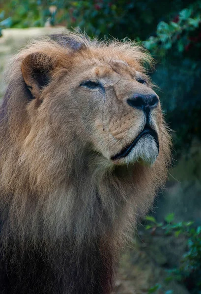 Κοντινό Πορτραίτο Αρσενικού Λιονταριού Στο Ζωολογικό Κήπο — Φωτογραφία Αρχείου