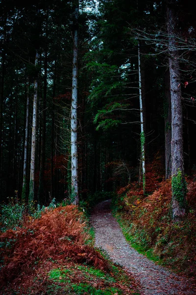 Bela Floresta Outono — Fotografia de Stock