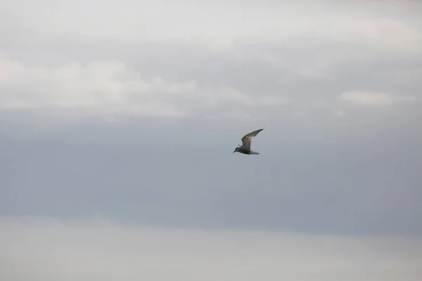 Mås Som Flyger Skyn — Stockfoto