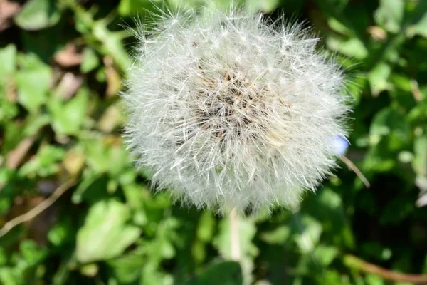 Semillas Diente León Fondo Naturaleza —  Fotos de Stock