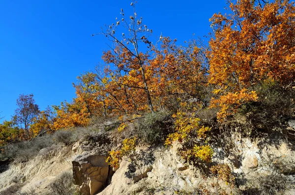 Podzimní Krajina Stromy Modrou Oblohou — Stock fotografie