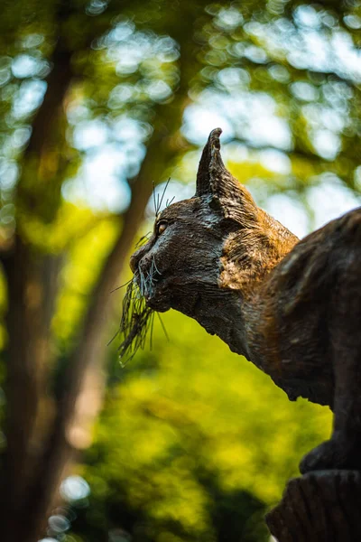 Söt Liten Katt Ängen — Stockfoto