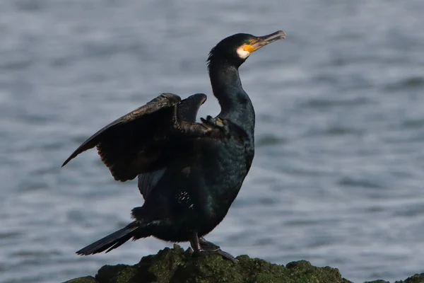 Black Headed Cormorant Flying Water — Stock Photo, Image
