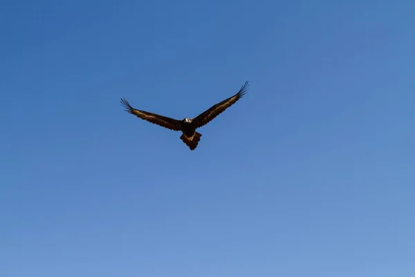 空を飛ぶ美しいハゲ — ストック写真