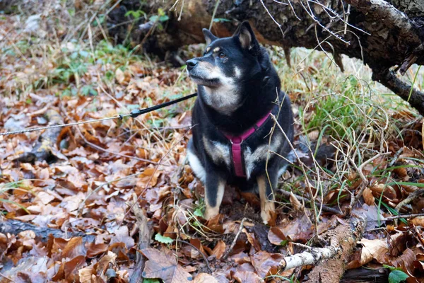 Perro Bosque — Foto de Stock