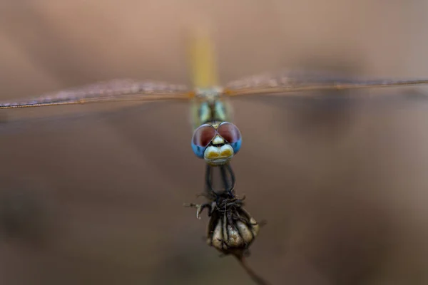 Close Van Insect Selectieve Focus — Stockfoto