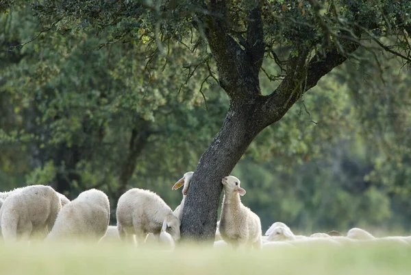 草地上的一群羊 — 图库照片